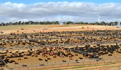 SA’s Princess Royal to fly flag for beef at Telstra’s National Business Awards