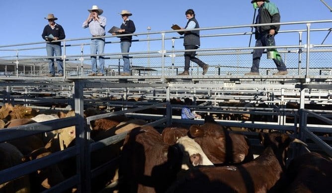 Big numbers put weight on prices at the saleyards this week
