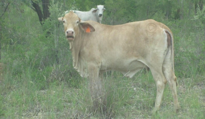Charters Towers cattle theft investigation | Beware online livestock scam