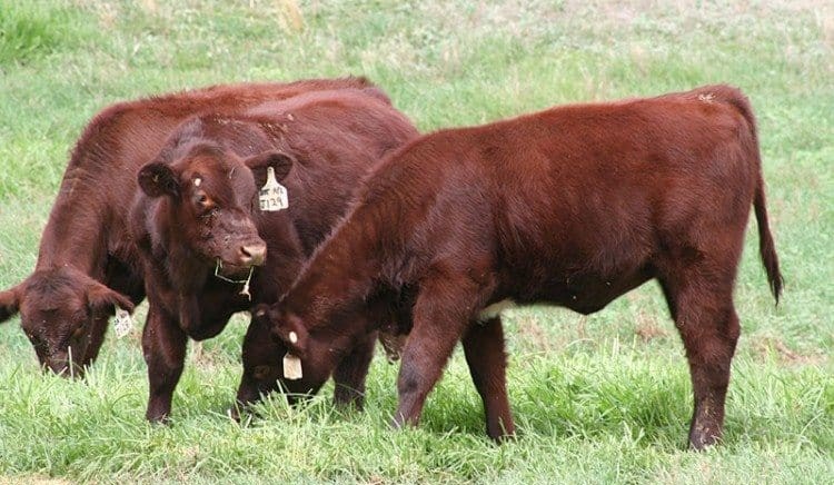 Limos, Simmental and Shorthorn breeders consider move to share services