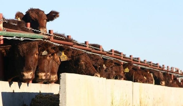 New Shorthorn brand will fill a quality grainfed niche for JBS