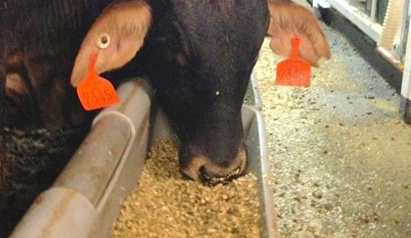 RSPCA says Fed Govt forcing live cattle onto China