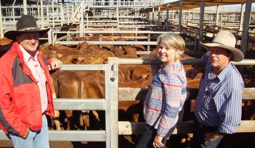 Roma Store 15 Sep 2015: Cows and calves to $1530/unit