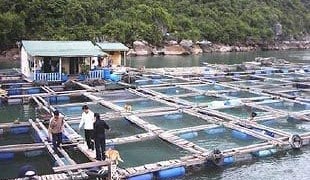 Talking point: Asian fish contamination could have implications for ‘clean’ beef
