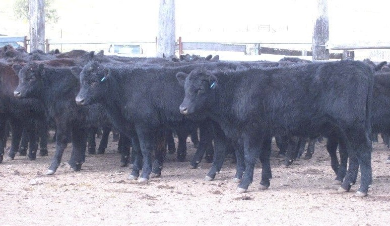 Angus backgrounder steers to record 431c on AuctionsPlus