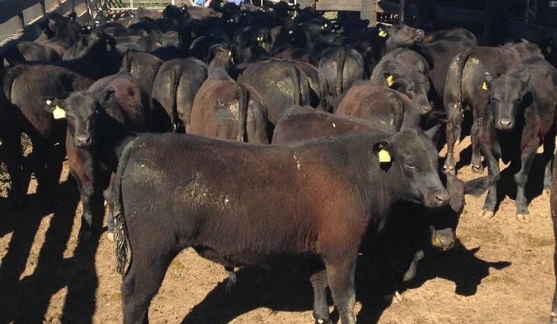 Angus feeders top 400c/kg, Santa cows & calves $2060 on AuctionsPlus