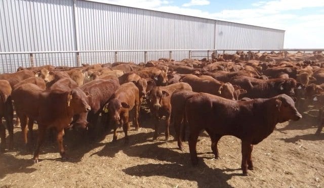 Light steers again push beyond 400c/kg live on AuctionsPlus, as 600c/kg EYCI looms