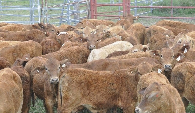 Heifers sell strongly in larger AuctionsPlus catalogue