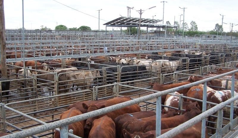 COVID cases force Dubbo saleyard closure to be extended