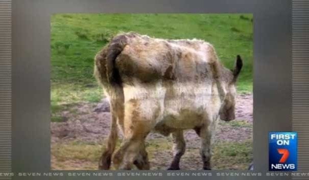 SA stud breeder pleads guilty to cattle neglect