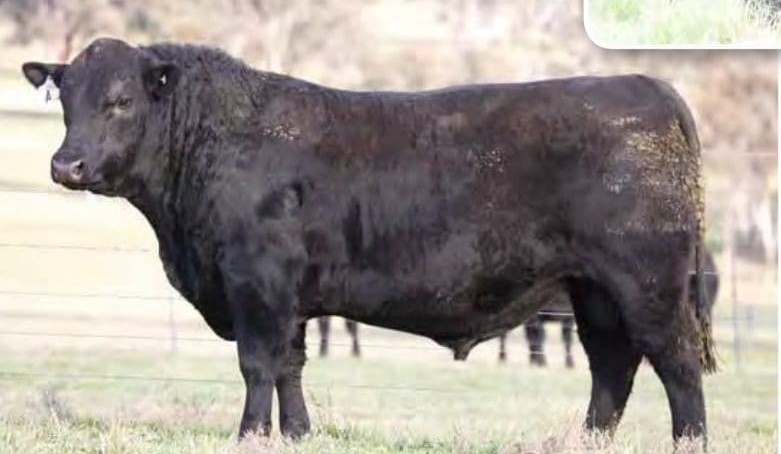 Learn more about Angus AI sire prospects via online Spring Bull Night