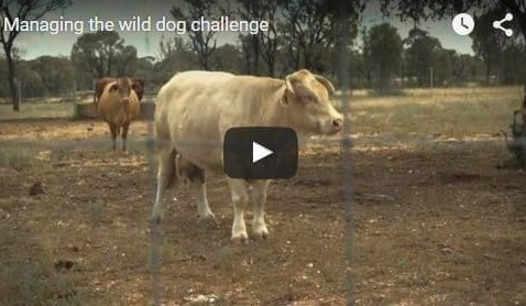 Exclusion fencing giving CQ graziers more choice in wild dog control + VIDEO