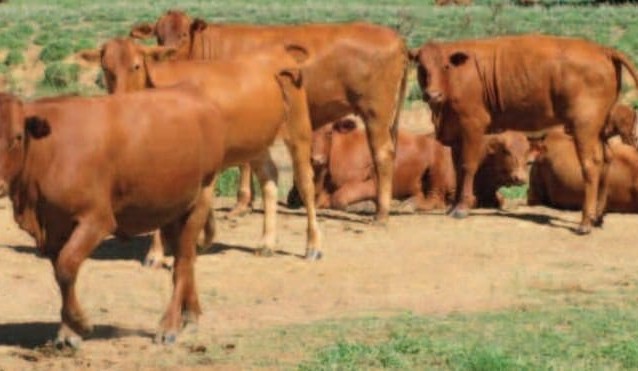 Property: NAPCo shareholder sells Roma holding to Chinese interests for $28m