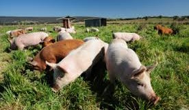 Emergency roundtable to address African Swine Fever threat