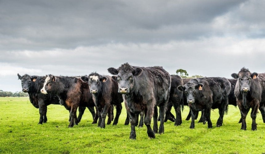 Project demonstrates BreedPlan EBVs’ reliability as bull selection tool
