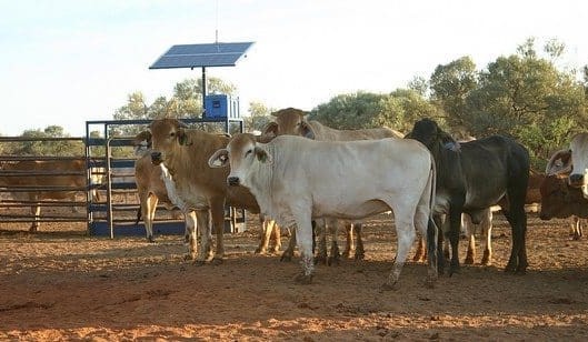 New technology sees Australian cattle managed from space