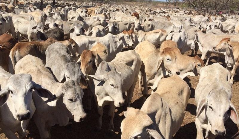 Hot, dry conditions push AuctionsPlus numbers 28pc higher, as records fall for livex steers