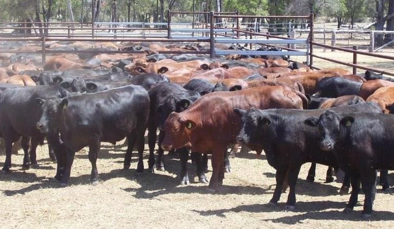 Light backgrounder steers top 438c in much smaller AuctionsPlus offering