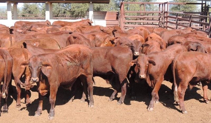 Angus first-calvers to $2170 in Friday’s smaller AuctionsPlus offering