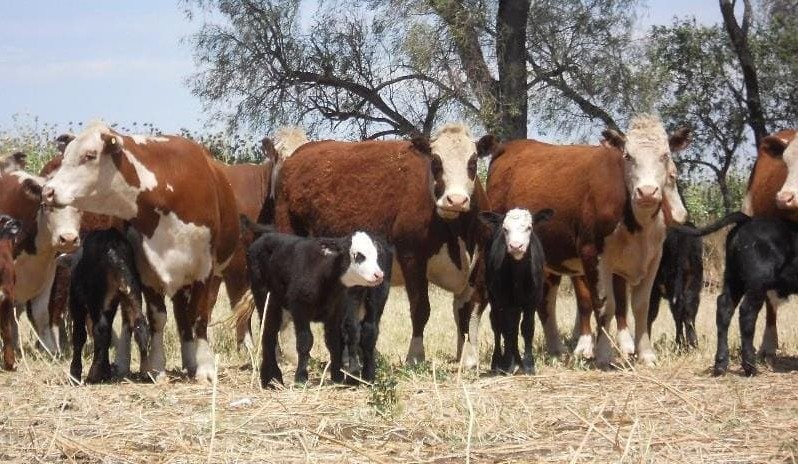 Cows & calves top $1885 on AuctionsPlus, as numbers halve
