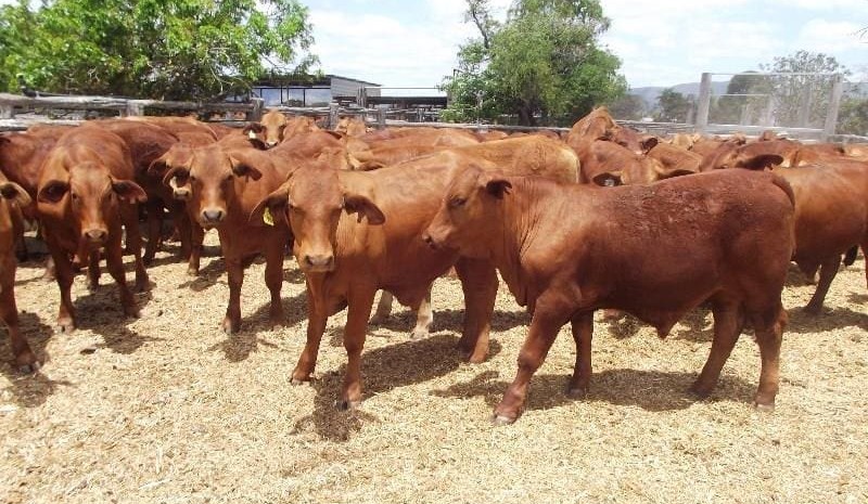Rain, or the prospect of it, slashes AuctionsPlus listings +Video