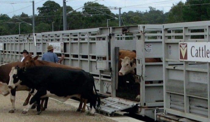 $2m only barrier to better rail access for cattle