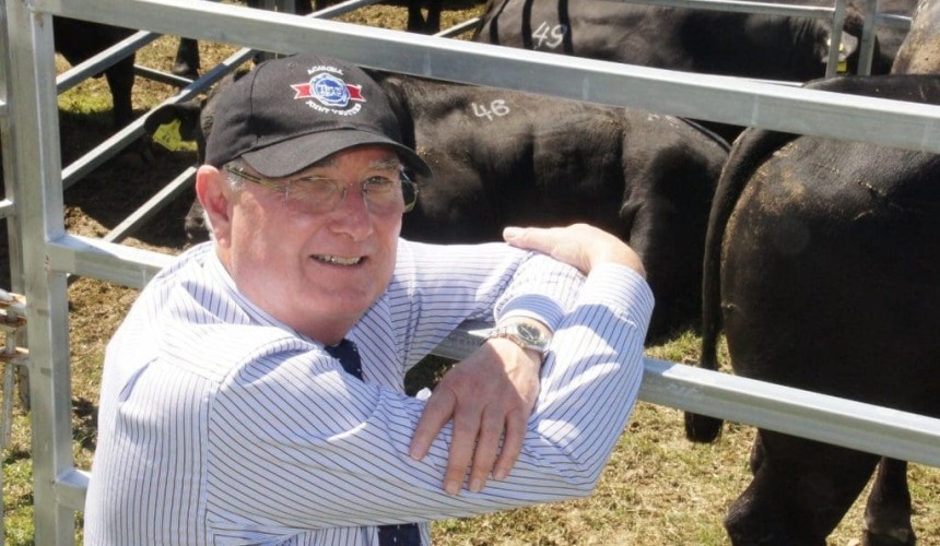 Teys applies 10c/kg distinction on HGP cattle, as China demand booms