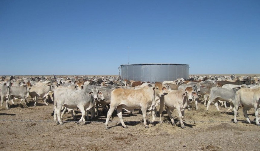Beetaloo buying 10,000 weaners to stock newly watered country