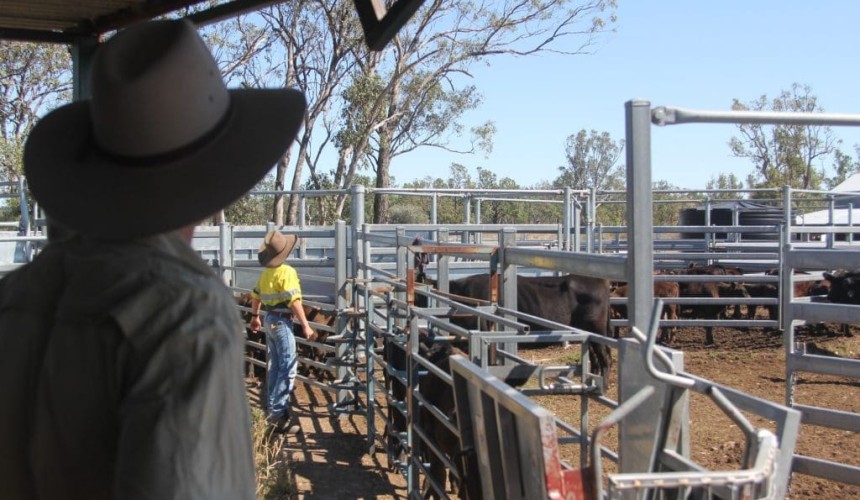 Legal requirements for cattle branding in each State and Territory
