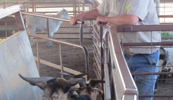 What is behind the rise and rise of goat prices?