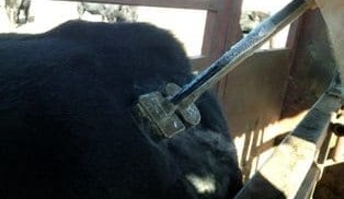 How practical is freeze branding for large commercial beef herds?