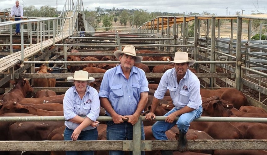 Roma store 17 Nov 2015: Solid restocker, feedlot demand