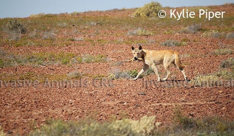 Wild dog, bearded dragon: Ferals feature in photo prize