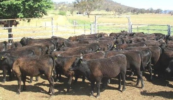 Tips on improving farm productivity at MLA Monaro workshop