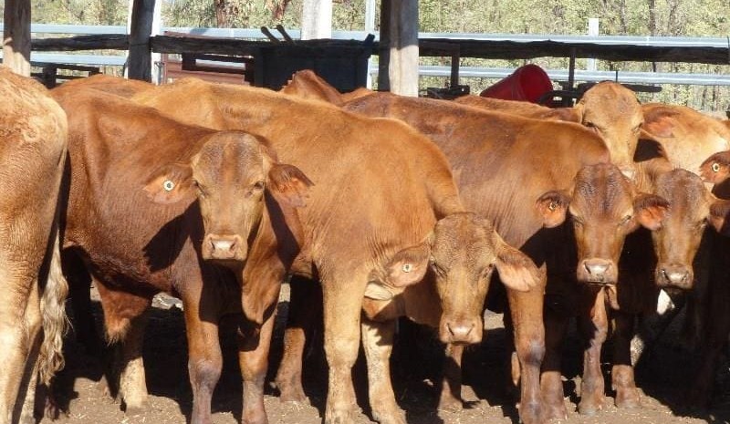 Heatwave and dry outlook curbs demand for grower cattle on AuctionsPlus