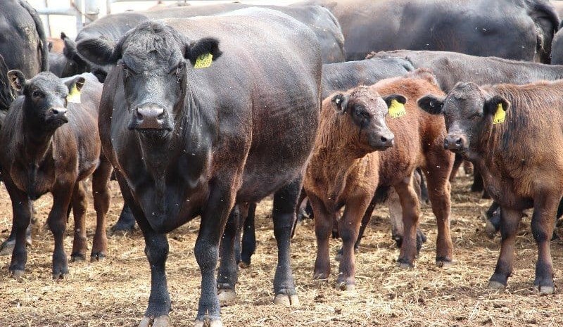 Young cows & calves to $2405 in bigger AuctionsPlus offering