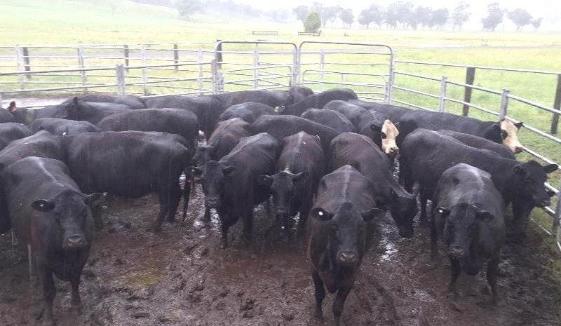 Rain lifts prices, clearance rates in Friday’s AuctionsPlus offering