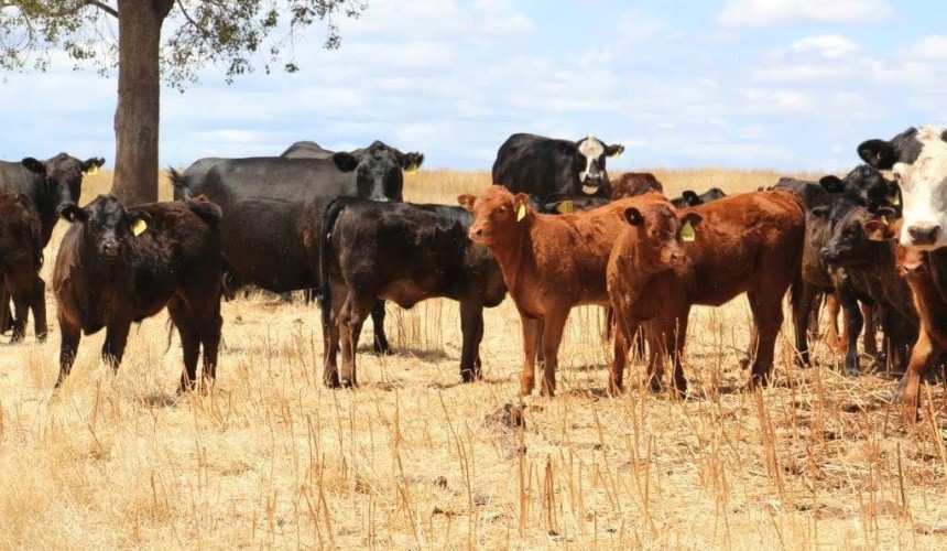 Weekly genetics review: Crossbreeding for profit