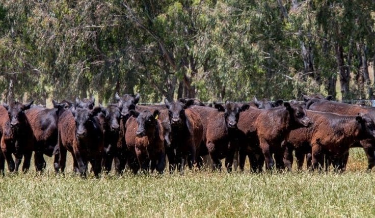 ‘Pre-vaccinated’ weaner sale will blaze a trail for performance
