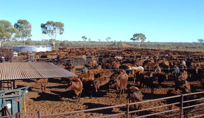 Property: Edmunds boomerangs back into Central Australia