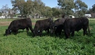 World-leading research steers to genetic improvement in cattle