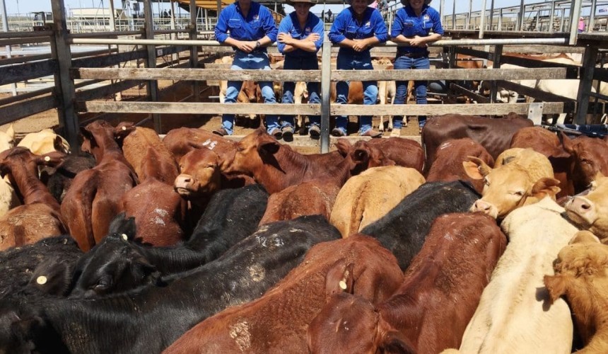Roma store 15 Dec 2015: Light weaner steers to 410c/kg