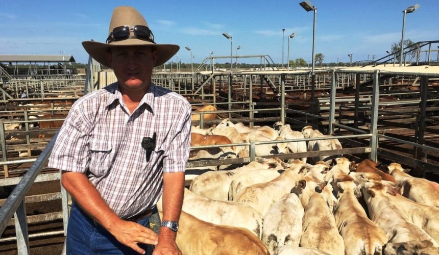 Roma Store 8 Dec 2015: Very light steers hit 406c/kg