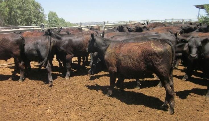Lighter cattle ease, but heavy feeders to 368c on AuctionsPlus