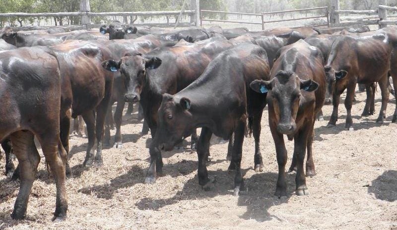AuctionsPlus numbers slow for Christmas, but finish on high note