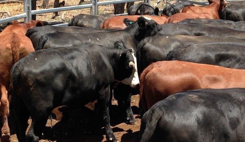 Northern livex steers to 300c in smaller AuctionsPlus offering