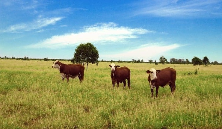 Management consultants secure Roma cattle aggregation for $11m