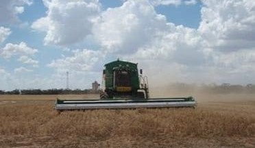 Feed grain update: Harvest winding up, growers in no rush to sell