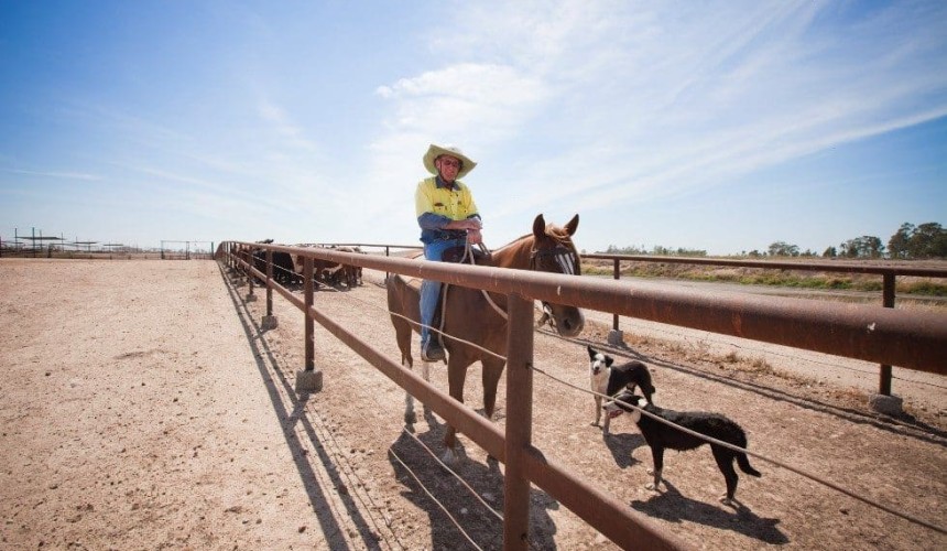 Operations stats reveal a busy year at Grassdale feedlot