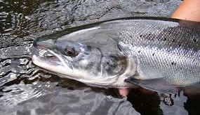 Opinion: GM salmon may be safe, but it’s not coming to a store near you just yet